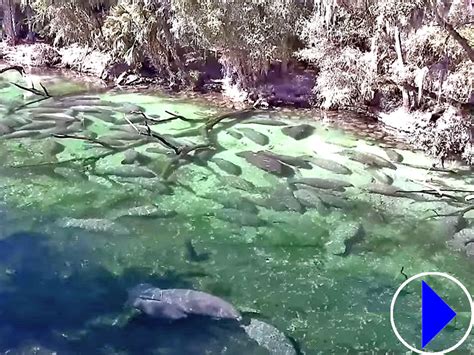 blue springs state park webcam|Blue Spring underwater webcam